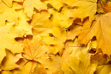 Yellow autumn leaves as background, top view