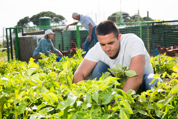 Adult son, along with his parents, weeds potatoes on the field