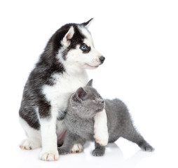 Siberian Husky puppy embracing british kitten and looking away together. isolated on white...