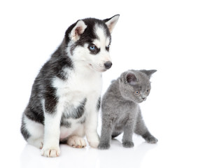 Siberian Husky puppy and british kitten looking away together. isolated on white background