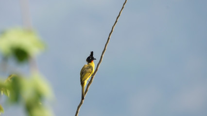 Black-crested bulbul(Pycnonotus flaviventris) ,Khaoyai National Park Thailand.