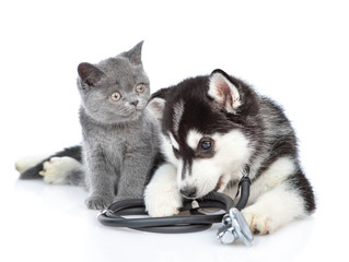 Siberian Husky puppy with stethoscope on his neck lies with a british kitten. isolated on white background