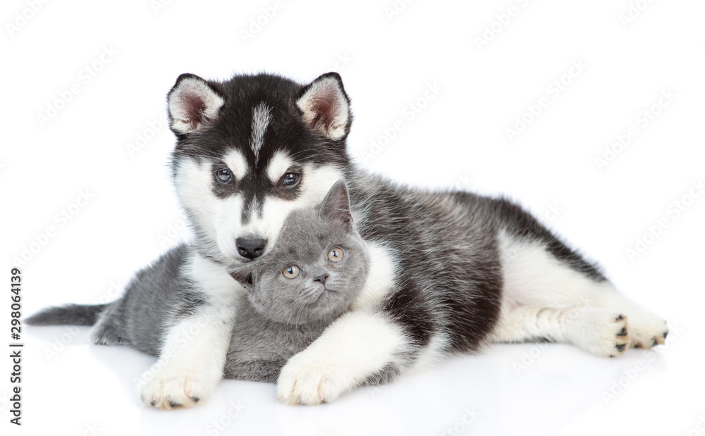 Poster siberian husky puppy hugging british kitten and looking at camera together. isolated on white backgr