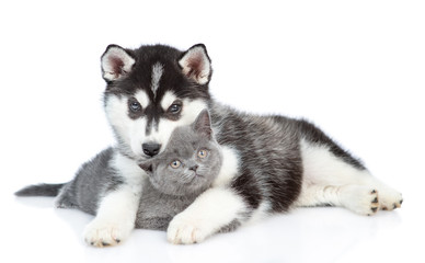 Obraz premium Siberian Husky puppy hugging british kitten and looking at camera together. isolated on white background