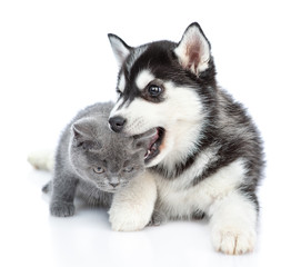 Obraz premium Playful Siberian Husky puppy bites a kitten’s ear. isolated on white background