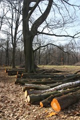 Felled trees in forest