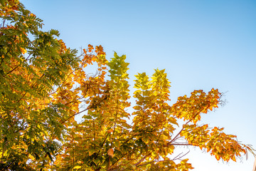 Autumn color transition or change, Summer to autumn, green to orange concept idea photo