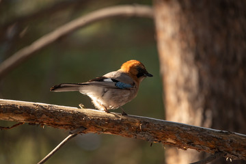 Siberian jay bird sitting on the wood