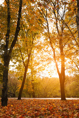 Fototapeta premium Beautiful trees with bright leaves in park. Autumn season