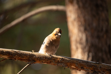 Siberian jay bird sitting on the wood