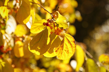Obraz premium Tree branch with golden leaves in park, closeup. Autumn season