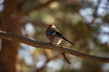 Siberian jay bird sitting on the wood