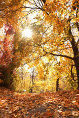 Beautiful trees with bright leaves in park. Autumn season