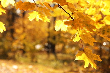 Tree branch with sunlit golden leaves in park. Autumn season