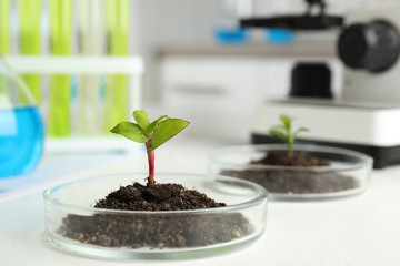 Petri dish with soil and sprouted plant on white table, space for text. Biological chemistry