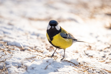 Wild chickadee eating sunflower seeds