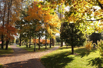 Beautiful trees with colorful leaves in autumn park