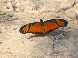 butterfly on a leaf
