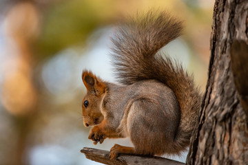 Wild chickadee eating sunflower seeds
