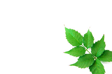 green natural poplar tree leaves with veins on a white background