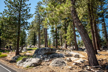  Misty Old Forest in Yosemite National Park, California 