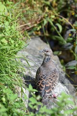 Oriental turtle dove on a rock turns its head. A resident bird of South Korea.
