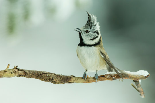 Haubenmeise (Lophophanes cristatus) im Winter