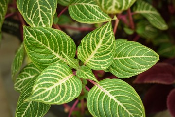 High angle closeup shot of Iresine herbstii, Blazin’ Lime leaves.