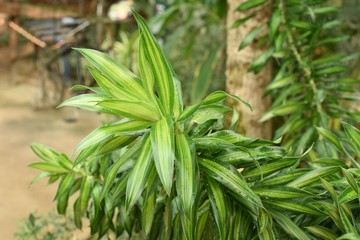 Closeup shot of ornamental plant Dracaena reflexa