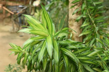 Closeup shot of ornamental plant Dracaena reflexa