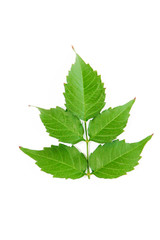 green natural poplar tree leaves with veins on a white background