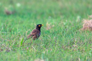The Common Myna is brown with a black head. It has a yellow bill, legs and bare eye skin.The Common Myna is a member of the starling family and is also known as the Indian Myna or Indian Mynah.
