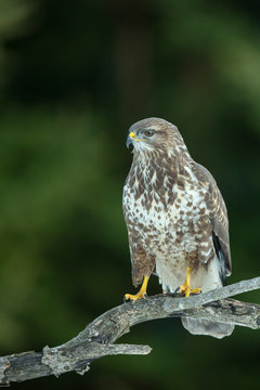 M&auml;usebussard