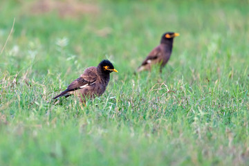 The Common Myna is brown with a black head. It has a yellow bill, legs and bare eye skin.The Common Myna is a member of the starling family and is also known as the Indian Myna or Indian Mynah.