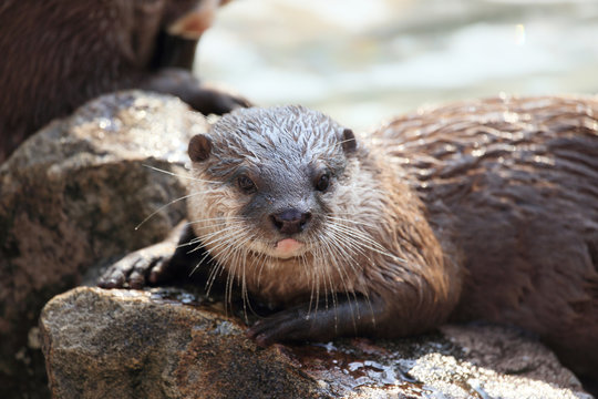 419 最適な コツメカワウソ 画像 ストック写真 ベクター Adobe Stock 419 最適な コツメカワウソ 画像 ストック写真 ベクター Adobe Stock