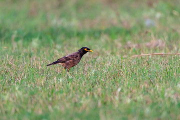 The Common Myna is brown with a black head. It has a yellow bill, legs and bare eye skin.The Common Myna is a member of the starling family and is also known as the Indian Myna or Indian Mynah.
