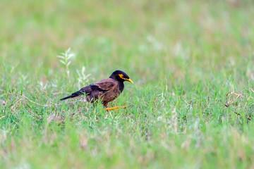 The Common Myna is brown with a black head. It has a yellow bill, legs and bare eye skin.The Common Myna is a member of the starling family and is also known as the Indian Myna or Indian Mynah.