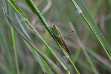 Long-horned grasshopper on grass