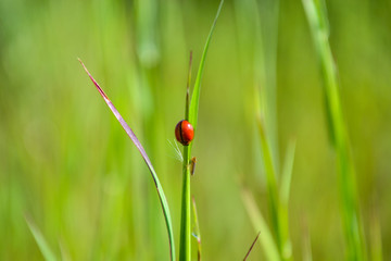 lady beetle / ladybug  on grass leaf 