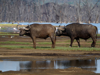 Fototapeta na wymiar African buffalo or Cape buffalo, Syncerus caffer