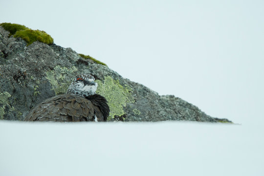 Alpenschneehuhn