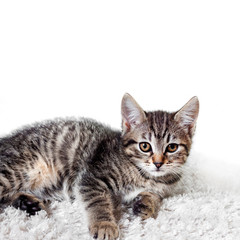 Cute tabby kitten lying on white fluffy carpet