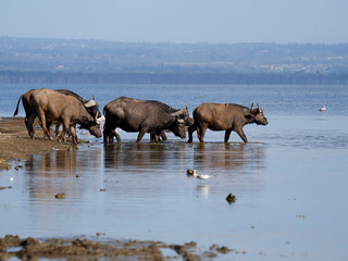 Plakat African buffalo or Cape buffalo, Syncerus caffer