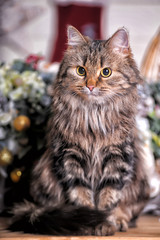 Beautiful fluffy brown striped cat with yellow eyes.