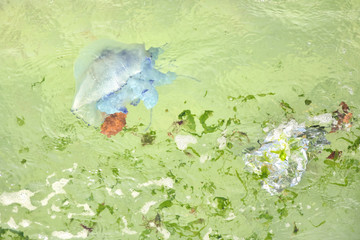 Blue Jellyfish with tentacles swims in a plastic polluted sea. Plastic pollution in ocean environmental problem. Dying jellyfish in dirty seawater with plastic trash and green algae, selective focus. 