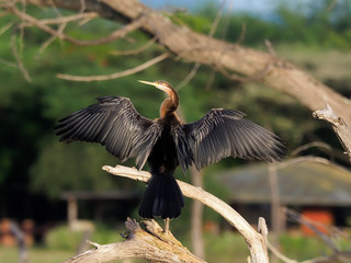 African darter, Anhinga rufa