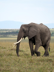 Obraz premium African elephant, Loxodonta africana