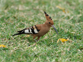 African hoopoe, Upupa africana,