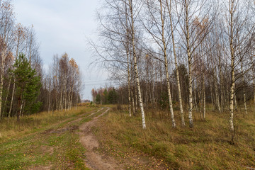 Birch trees with fallen leaves, evergreen pine, a rural dirt road with puddles. The landscape of late autumn