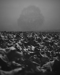 Lone tree in foggy weather